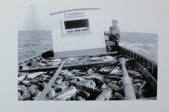 Taken by John Walsh in July 1951. This is a close-up of the 32-foot skiff “SHEENA” built and owned by Skipper Din Pat Walsh. She’s carrying a skiff load of fish for and to help Pat Houlihan’s crew. Ron Walsh is in the pilot house and Tommy Moore is sitting on the port gunnel. It was Ron’s last trip on the Sheena.&amp;nbsp;
Din Pat Walsh sold the Sheena to the Lockyer’s’, along with a deep sea cod trap he used in Golden Bay, complete with all anchors, kegs &amp;amp; moorings.&amp;nbsp; Ernie says. “I understand the Lockyer’s’ had good success and brought in many more loads of codfish like this photo. I'm guessing the Lockyer’s’ later moved to Arnolds Cove area and I suspect that the Sheena ended her days there.”
