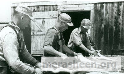 Splitting fish.&amp;nbsp; Can anyone identify these men?