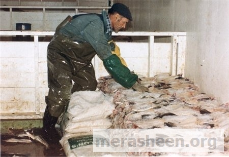 Leo Pomroy salting fish in the plant